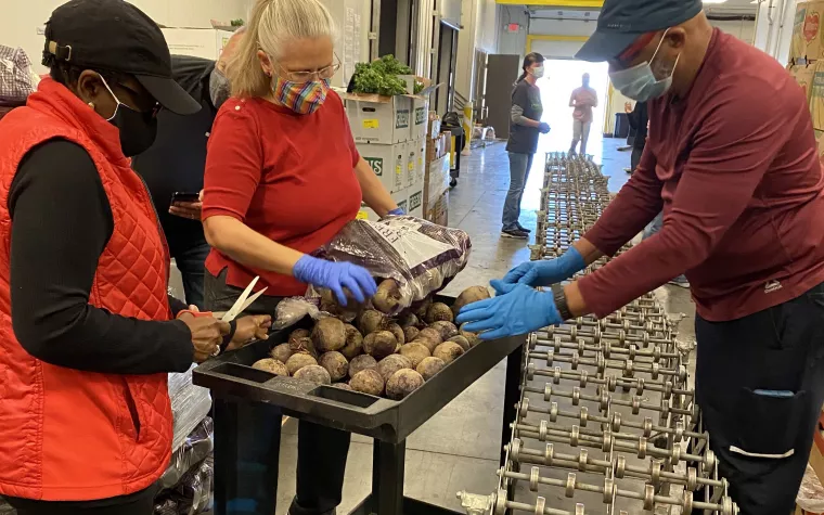People loading boxes of beets