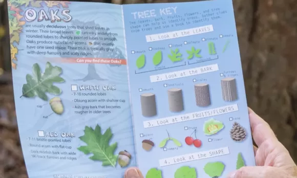 Hands holding open a colorful brochure with educational illustrations and text abbout trees.